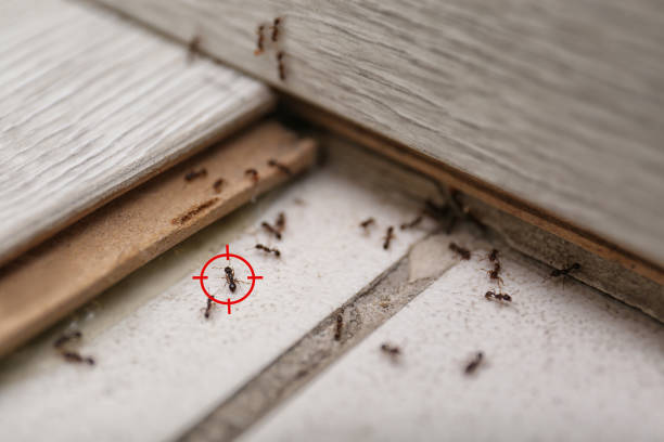 Best Affordable Pest Control Services  in West Liberty, OH